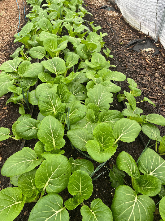 Things are growing! Literally.
